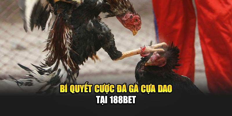 Đá Gà Cựa Dao - Tham Gia Hấp Dẫn Qua Nền Tảng 188Bet 3 Bí quyết cược đá gà cựa dao tại 188Bet