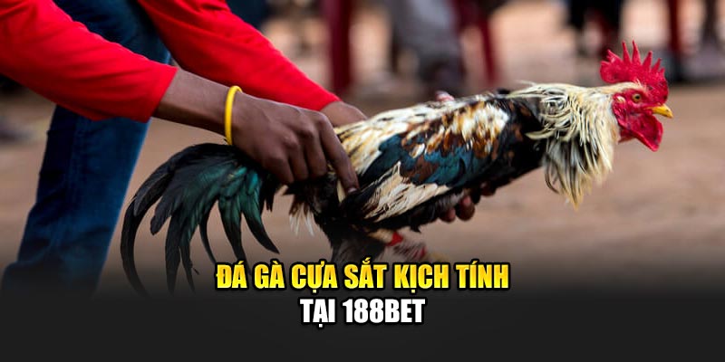 Đá Gà Cựa Sắt Cược Lớn, Thưởng Cao Chỉ Có Tại 188Bet 1 Đá gà cựa sắt kịch tính tại 188Bet