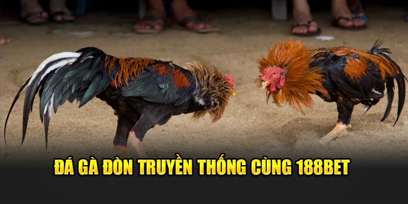 Đá Gà Đòn - Trải Nghiệm Truyền Thống Cung Cấp Bởi 188Bet 1 Đá gà đòn truyền thống cùng 188Bet