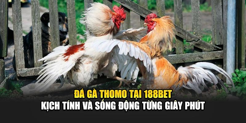 Đá Gà Thomo Sôi Động Với Sự Hỗ Trợ Từ Nhà Cái 188Bet 1 Đá gà Thomo tại 188Bet - Kịch tính và sống động từng giây phút