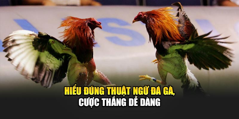 Thuật Ngữ Đá Gà Phổ Biến Giúp Người Mới Bắt Đầu Với 188Bet 2 Hiểu đúng thuật ngữ đá gà, cược thắng dễ dàng
