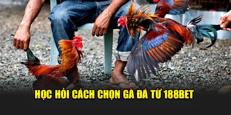 Cách Chọn Gà Đá Chuẩn Nhất Giúp Tăng Cơ Hội Thắng Tại 188Bet 2 Học hỏi cách chọn gà đá từ 188Bet