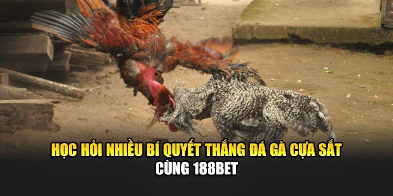 Đá Gà Cựa Sắt Cược Lớn, Thưởng Cao Chỉ Có Tại 188Bet 2 Học hỏi nhiều bí quyết thắng đá gà cựa sắt cùng 188Bet