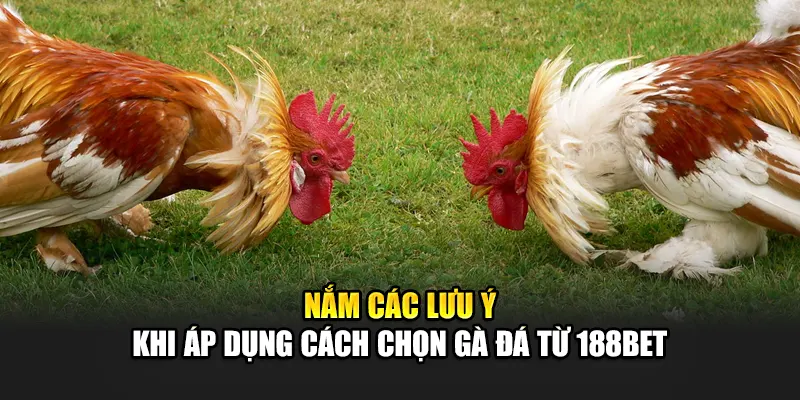 Cách Chọn Gà Đá Chuẩn Nhất Giúp Tăng Cơ Hội Thắng Tại 188Bet 3 Nắm các lưu ý khi áp dụng cách chọn gà đá từ 188Bet
