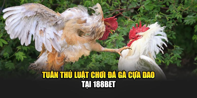 Đá Gà Cựa Dao - Tham Gia Hấp Dẫn Qua Nền Tảng 188Bet 2 Tuân thủ luật chơi đá gà cựa dao tại 188Bet
